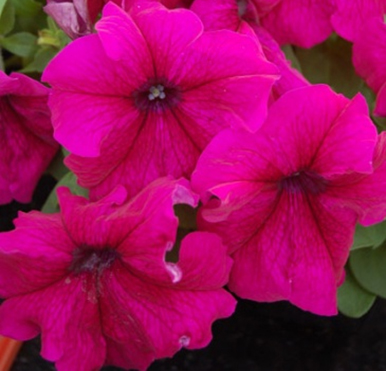петуния крупноцветковая генетически компактная petunia grandiflora